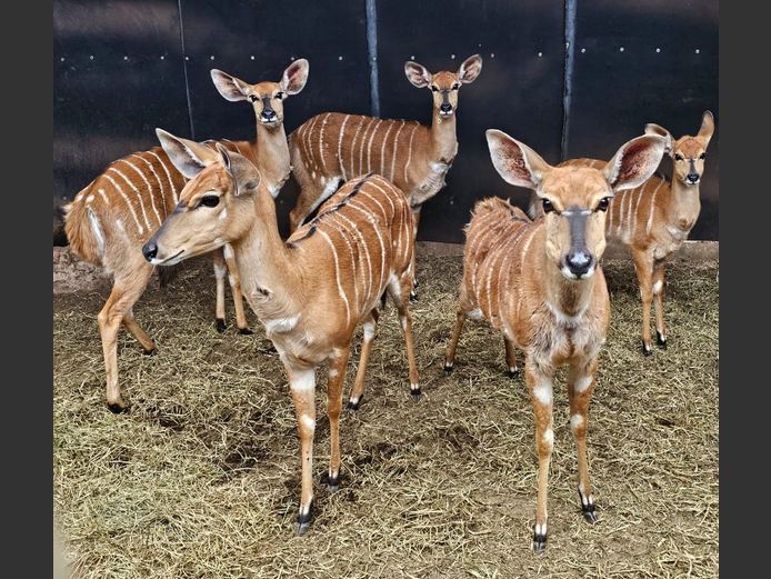 NYALA | KORO CREEK