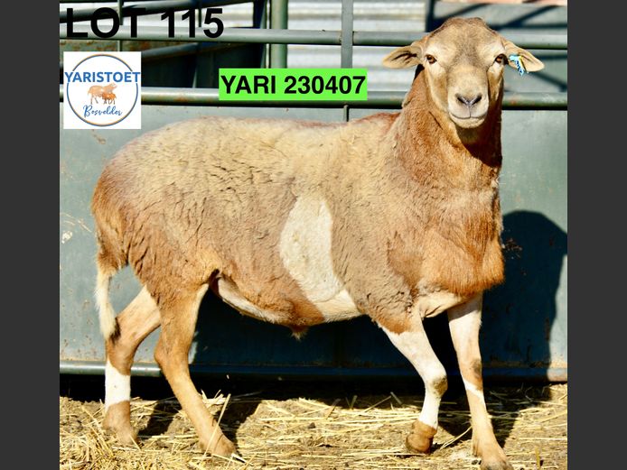 230407 | YARI STOET