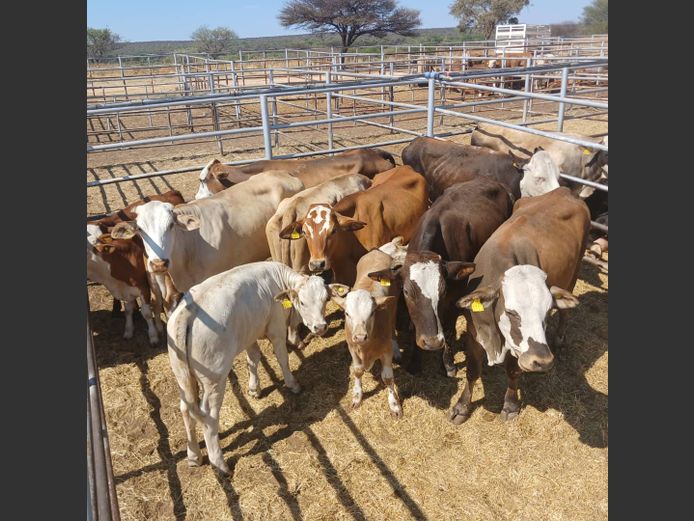 COWS WITH CALVES | DOLL FARMING PREMIUM AUCTION