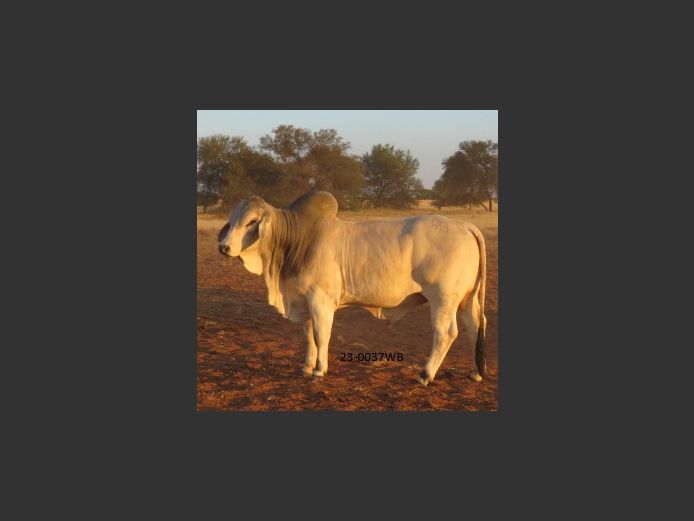 23-0037WB | WOKUMA BRAHMAN