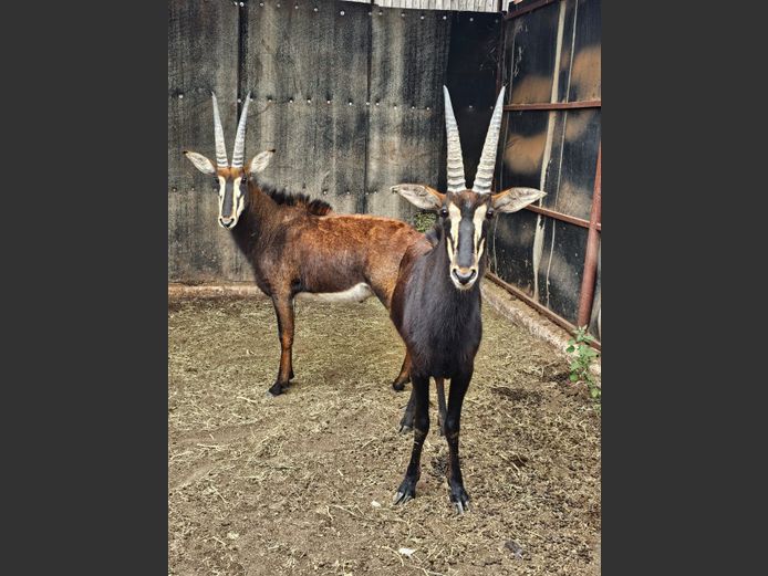 SABLE | BIRKEN VERVOER