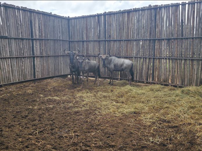 BLOUWILDEBEES | HANLEY