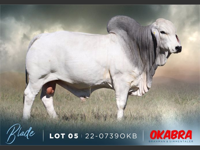 22-0739OKB | OKABRA BRAHMAN