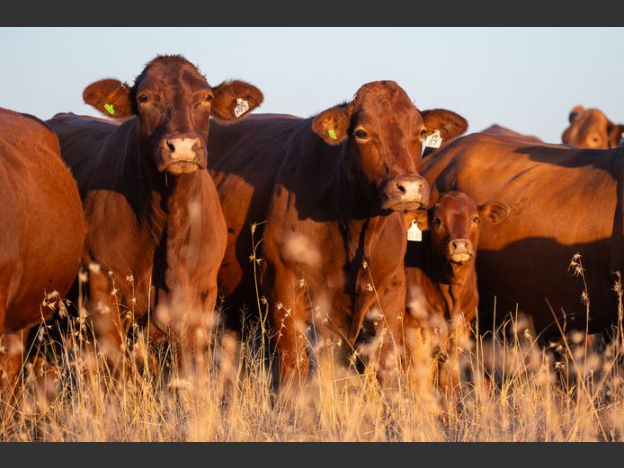 Commercial Animals