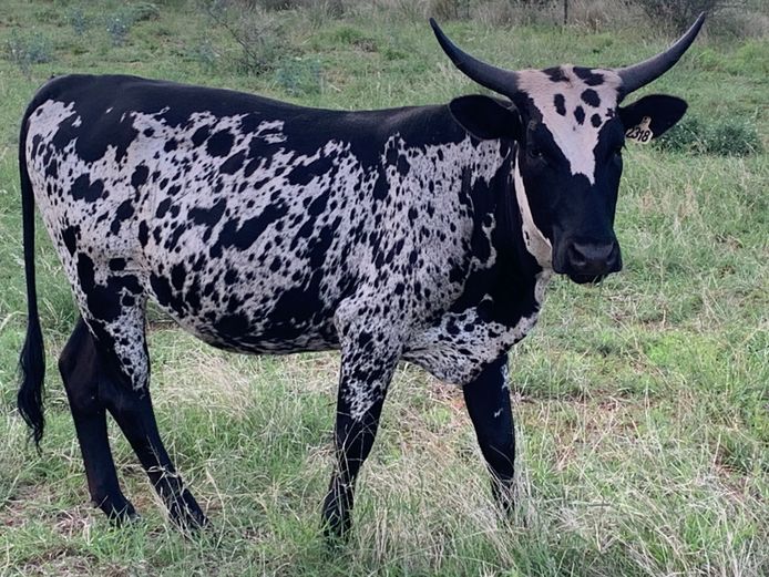 NGU 230018 | INALA NGUNI STUD