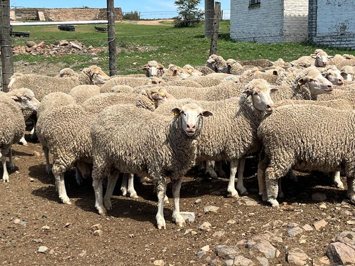 Ewes | JP Hobson & Sons