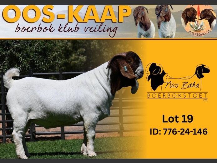 24-206 | Nico Botha Boerbokstoet