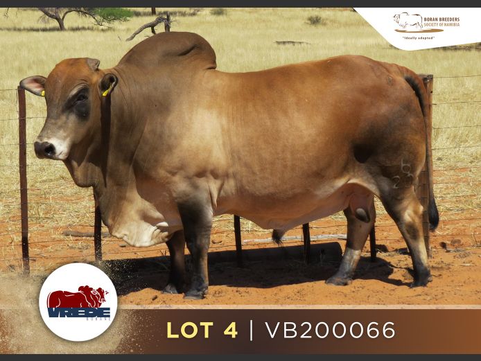 20-0066VB | VREDE BORANE