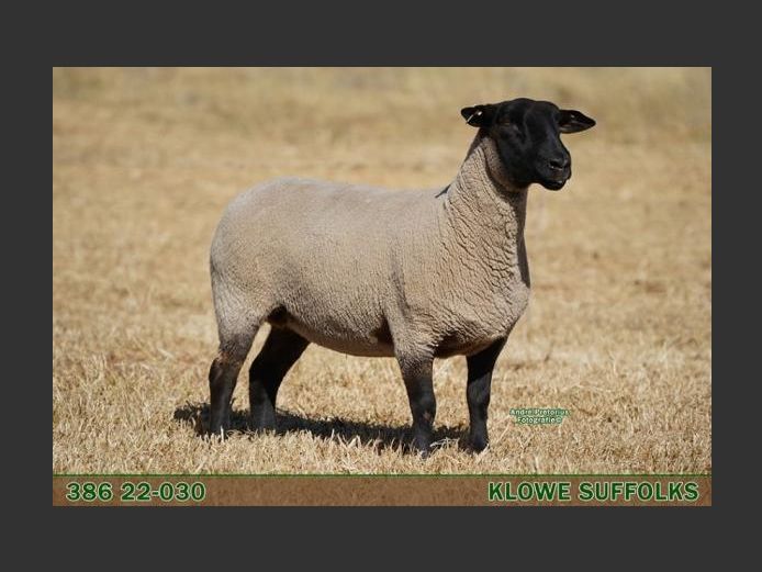 386220030 | C.J. THERON