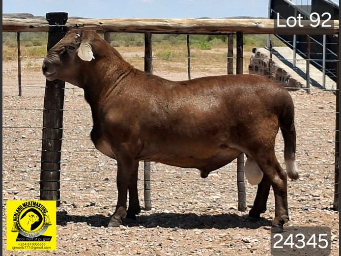 24345 | VERLAND MEATMASTERS