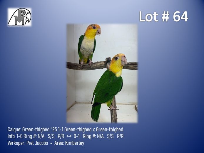 1-1 '25 Caique: Green-thighed: Green-thighed x Green-thighed - Piet Jacobs