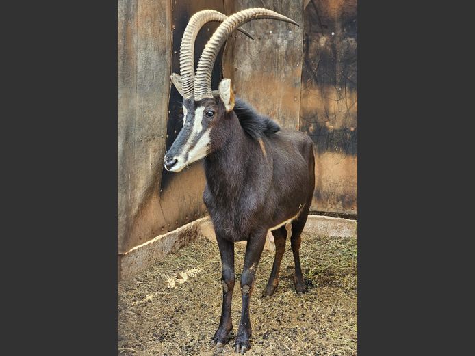 SABLE 39" | DE KOCK BDY