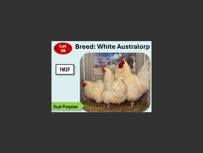 WHITE AUSTRALORP | ANNUAL MYTILUS AND ELOFF