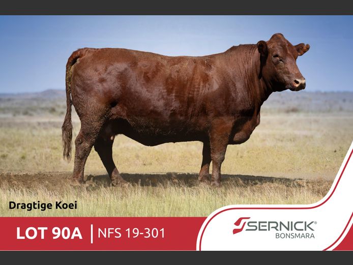 NFS 190301 | SERNICK BONSMARA STOET