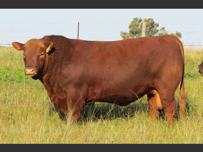 AV  230027 | BIRD ISLAND REDS