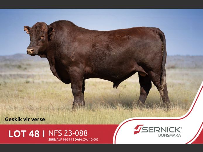 NFS 230088 | SERNICK BONSMARA STOET