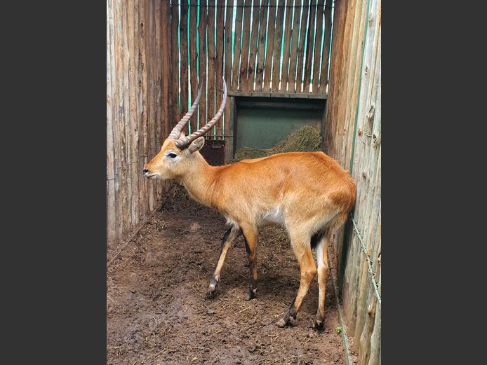 Lechwe | Helicon H 