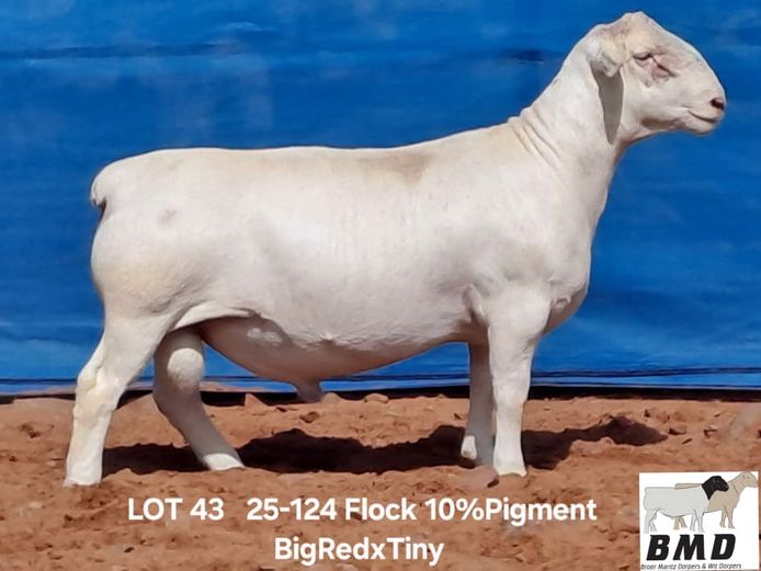 25-124 | BROER MARITZ DORPERS