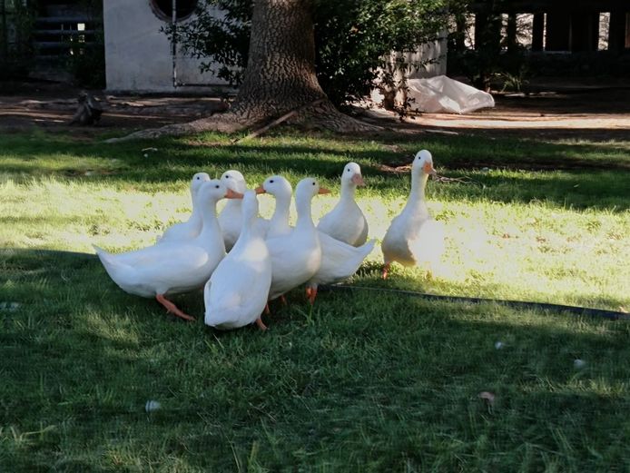 5 Quacker ducks | Doorndraai Farm