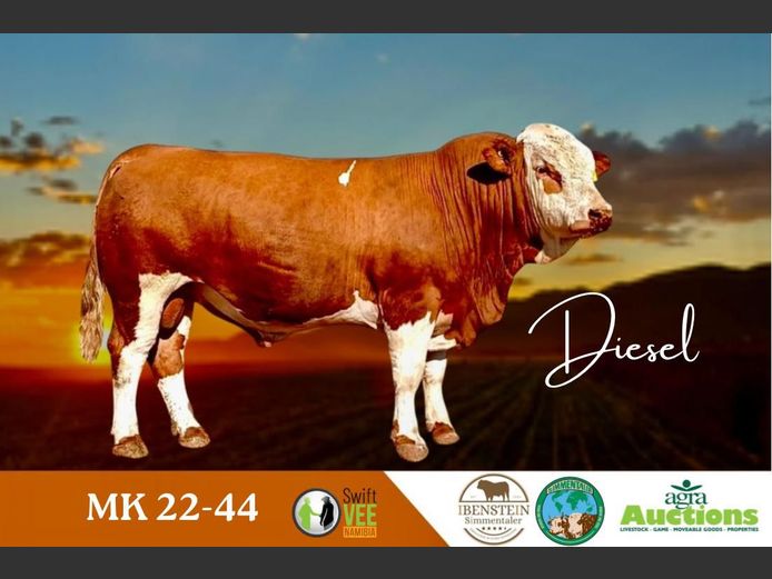 MK2244 | IBENSTEIN SIMMENTALER