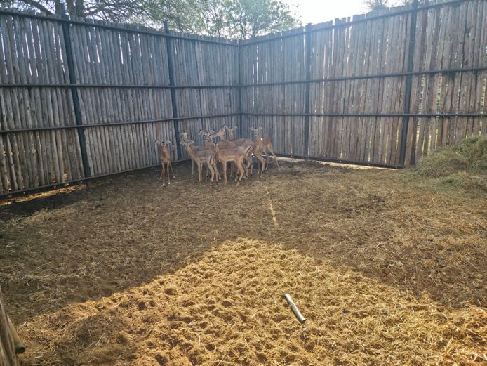 ROOIBOKKE | HANLEY 1