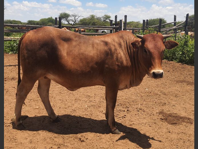 Commercial Animals | A. BOTHMA