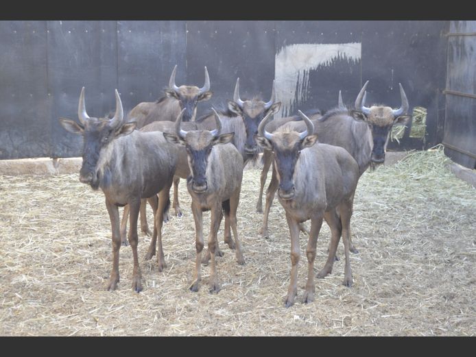 Blouwildebees | Deelkraal