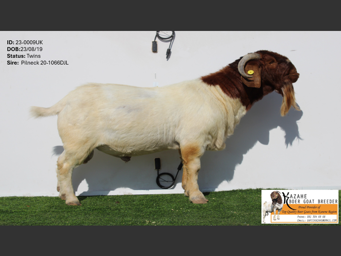 23-009UK | Kahaze Boergoat Stud