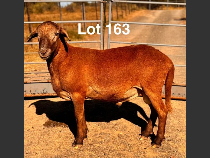 SK24504 | S. Kirsten