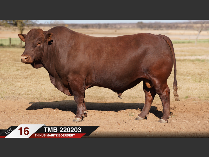 TMB220203 |  THINUS MARITZ BOERDERY