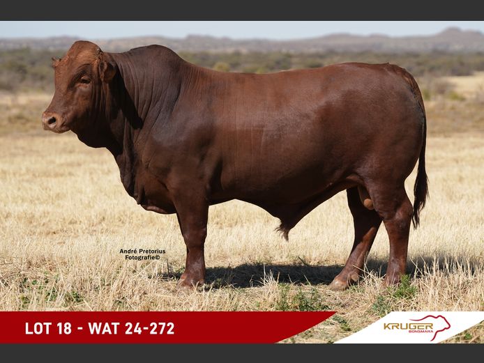 WAT240272 | KRUGER BOERDERY