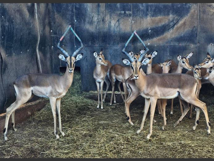 SADDLEBACK IMPALA | NOËL BOON