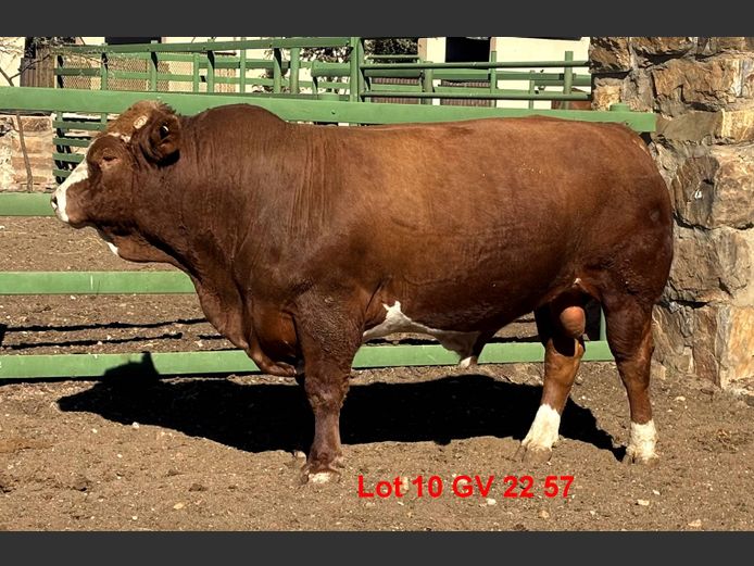 GV2257 | VOIGTLAND SIMMENTALER