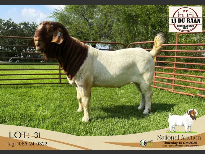 1085-24-0322 | L J du Raan Boerbokstoet