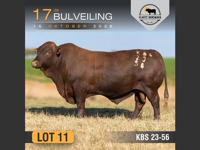 KBS230056 | KAMEELDORING BONSMARA