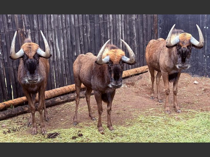 Swart Wildebees Bulle