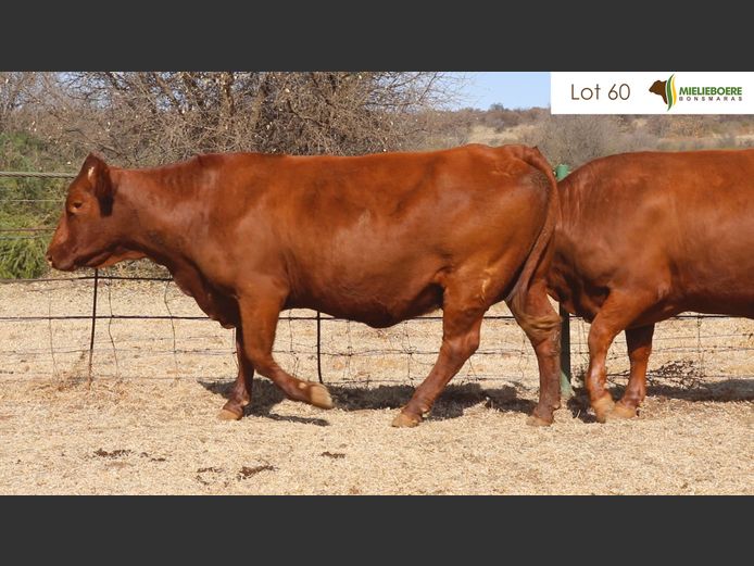 Kommersiële Vroulike Diere