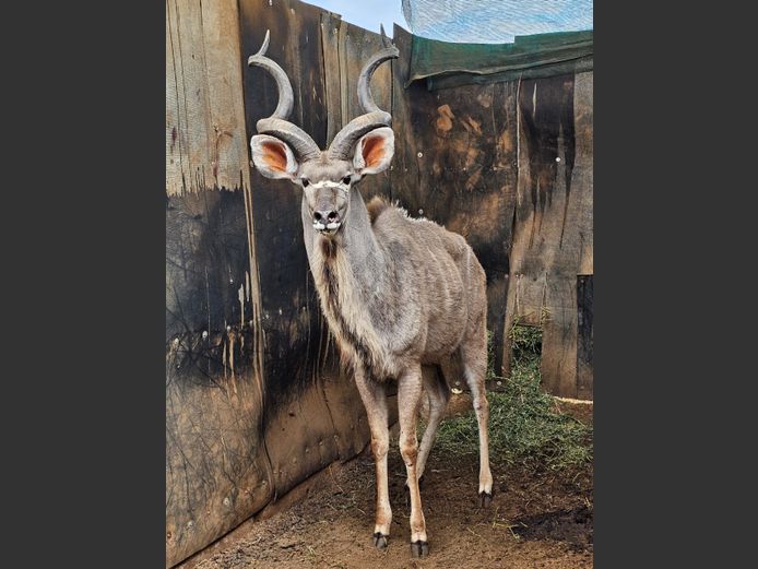 KUDU | MABALINGWE