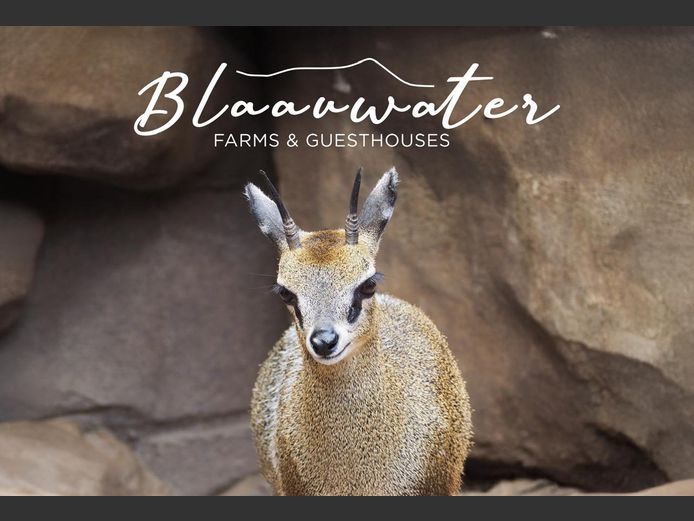 Trophy Hunt For 1 Klipspringer and 1 nights accommodation. 2026 Hunting season | Blaauwater Farms