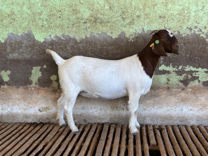 24303 | Biggs Boer Goats