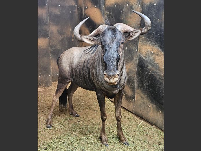 BLUE WILDEBEEST 29” | GNG PROJECTS