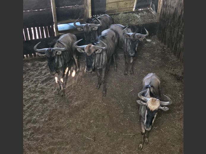 BLOUWILDEBEES | BUFFELSKLOOF 2