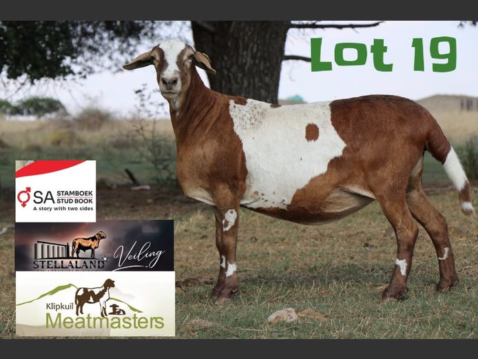 JAD0111 | Klipkuil Meatmasters