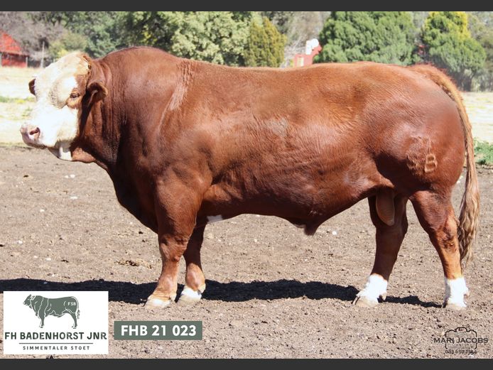 FHB2123 | FH BADENHORST