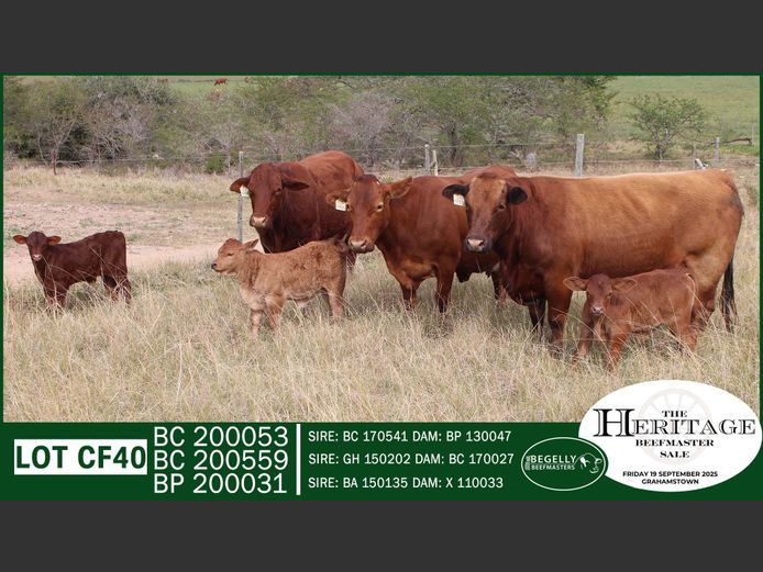 Commercial Animals | Begelly Beefmasters