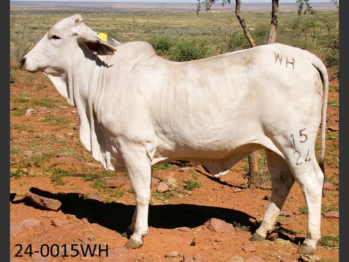 24-0015WH | SWARTRANTE BRAHMANE