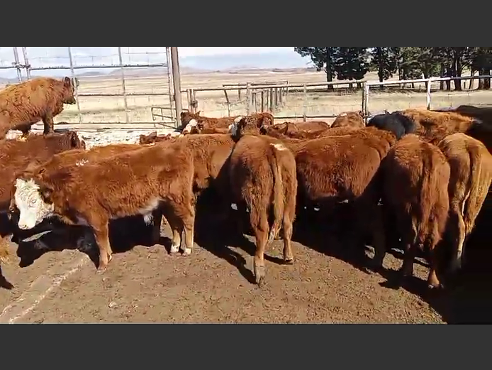 Weaners | Van Heer Boerdery (Dordrecht)