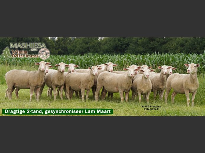 Commercial Animals | Maritz