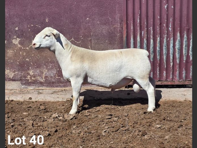 24288 | KASTEEL WITDORPERS