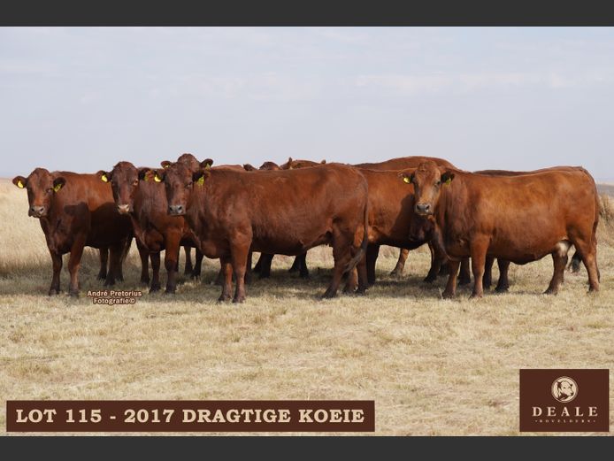 Dragtige Koeie